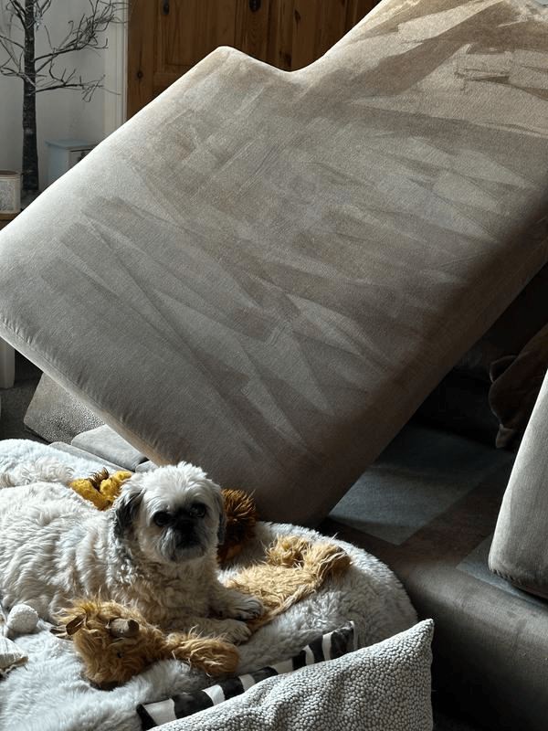 Cuscino del divano pulito con Shark StainForce, cane vicino